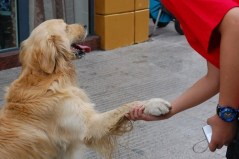 Dog shaking hands